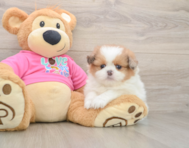 5 week old Shih Pom Puppy For Sale - Simply Southern Pups