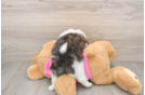 Friendly Shih Pom Baby