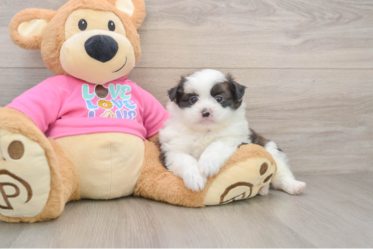 Small Shih Pom Baby