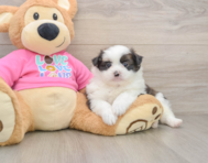 5 week old Shih Pom Puppy For Sale - Simply Southern Pups