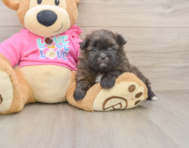 5 week old Shih Pom Puppy For Sale - Simply Southern Pups