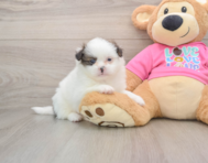 5 week old Shih Pom Puppy For Sale - Simply Southern Pups