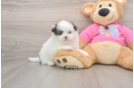 Friendly Shih Pom Baby