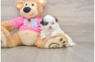 Shih Pom Pup Being Cute