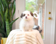 10 week old Shih Pom Puppy For Sale - Simply Southern Pups