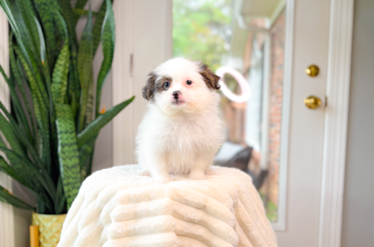 Shih Pom Puppy for Adoption