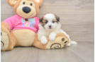 Best Shih Pom Baby