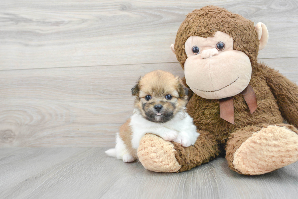 Shih Pom Pup Being Cute