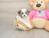 5 week old Shih Pom Puppy For Sale - Simply Southern Pups