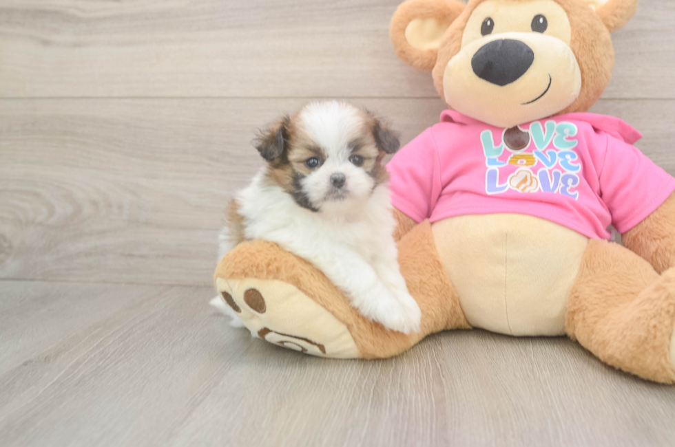 5 week old Shih Pom Puppy For Sale - Simply Southern Pups