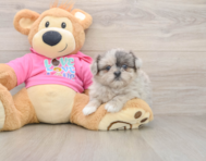 5 week old Shih Pom Puppy For Sale - Simply Southern Pups