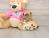 7 week old Shih Pom Puppy For Sale - Simply Southern Pups