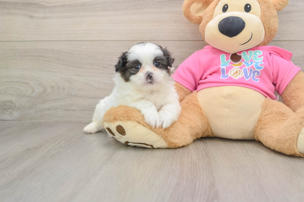 Friendly Shih Pom Baby