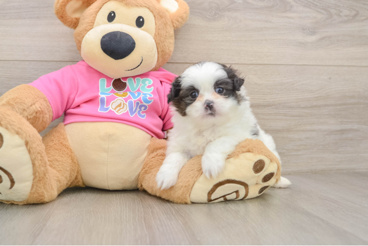Happy Shih Pom Baby