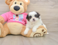 6 week old Shih Pom Puppy For Sale - Simply Southern Pups