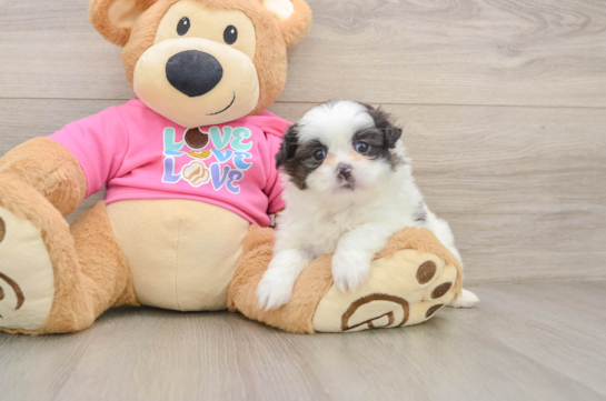 Happy Shih Pom Baby