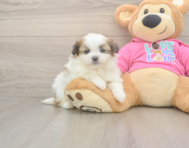 5 week old Shih Pom Puppy For Sale - Simply Southern Pups