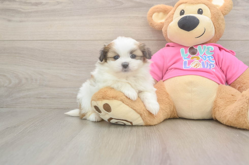 5 week old Shih Pom Puppy For Sale - Simply Southern Pups
