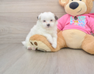8 week old Shih Pom Puppy For Sale - Simply Southern Pups