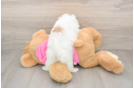 Fluffy Shih Pom Designer Pup
