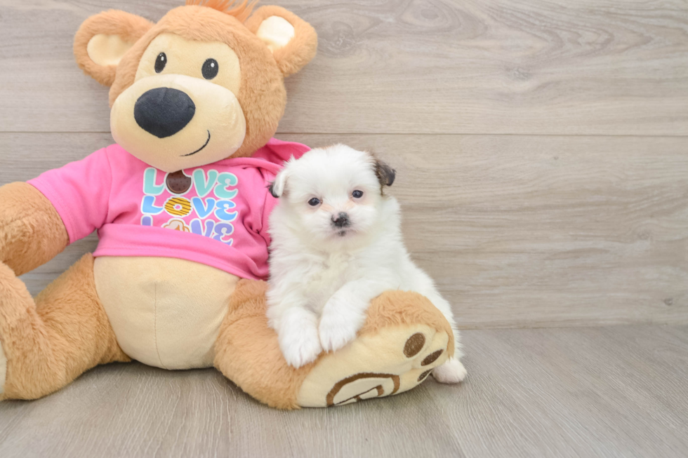 Shih Pom Puppy for Adoption