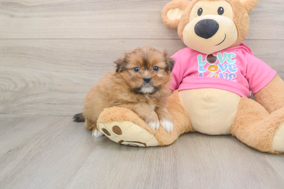 Little Pomshi Designer Puppy
