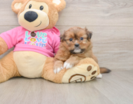 5 week old Shih Pom Puppy For Sale - Simply Southern Pups