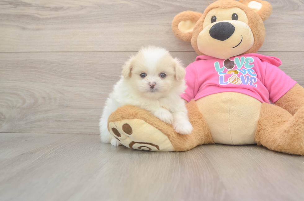 5 week old Shih Pom Puppy For Sale - Simply Southern Pups