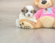 5 week old Shih Pom Puppy For Sale - Simply Southern Pups