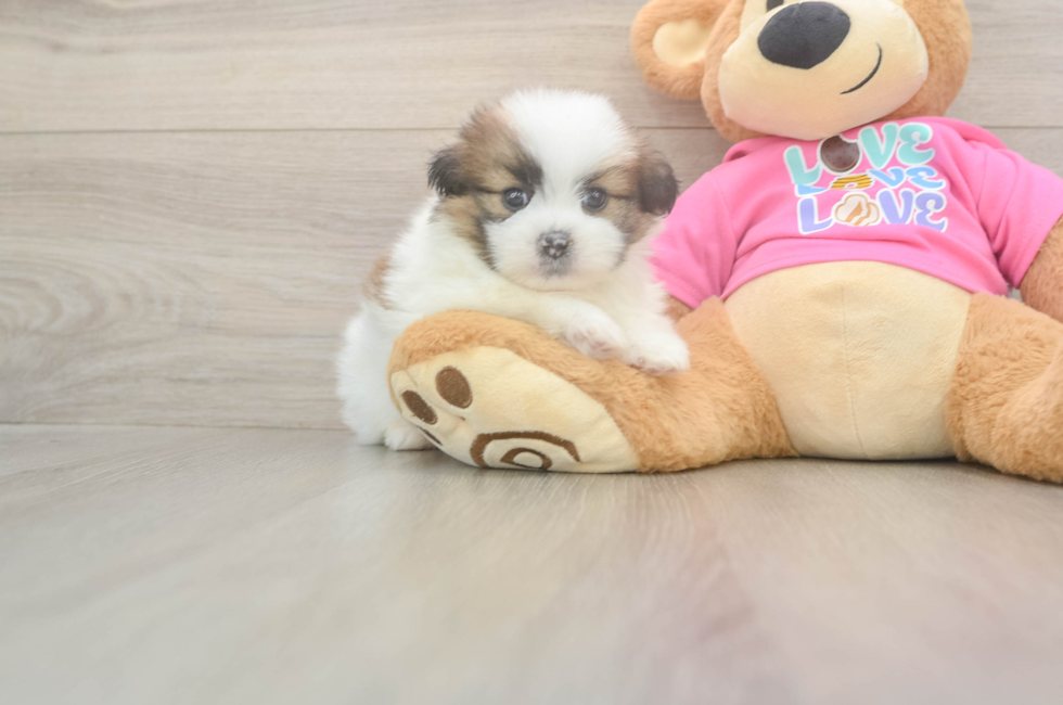 5 week old Shih Pom Puppy For Sale - Simply Southern Pups