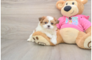 Playful Pom Tzu Designer Puppy