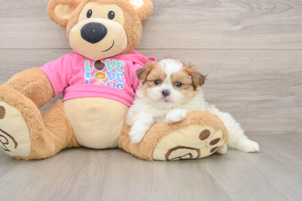 Little Pomatzu Designer Puppy