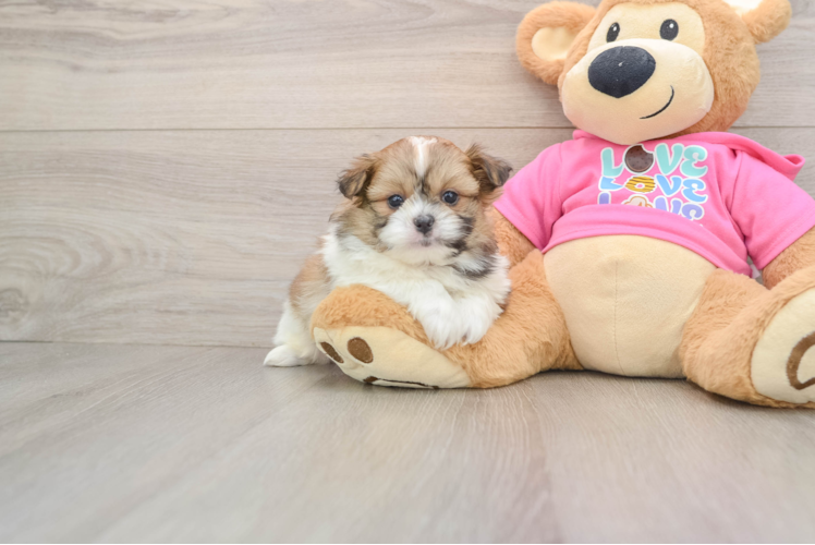 Playful Pomshi Designer Puppy