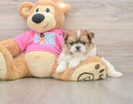 6 week old Shih Pom Puppy For Sale - Simply Southern Pups