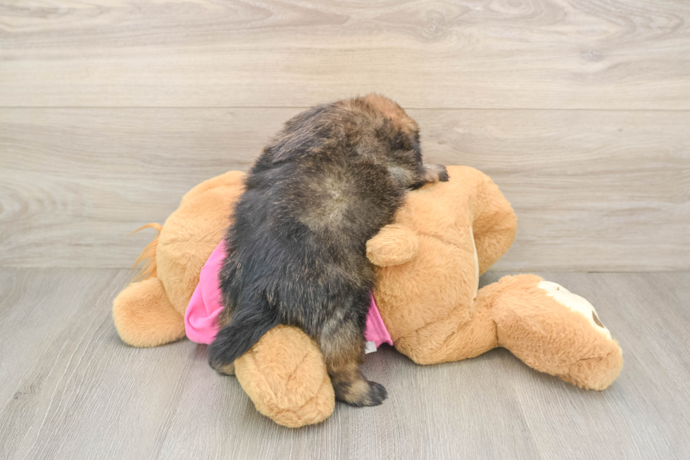 Friendly Shih Pom Baby