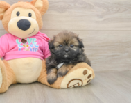 5 week old Shih Pom Puppy For Sale - Simply Southern Pups