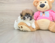 6 week old Shih Pom Puppy For Sale - Simply Southern Pups