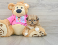 6 week old Shih Pom Puppy For Sale - Simply Southern Pups