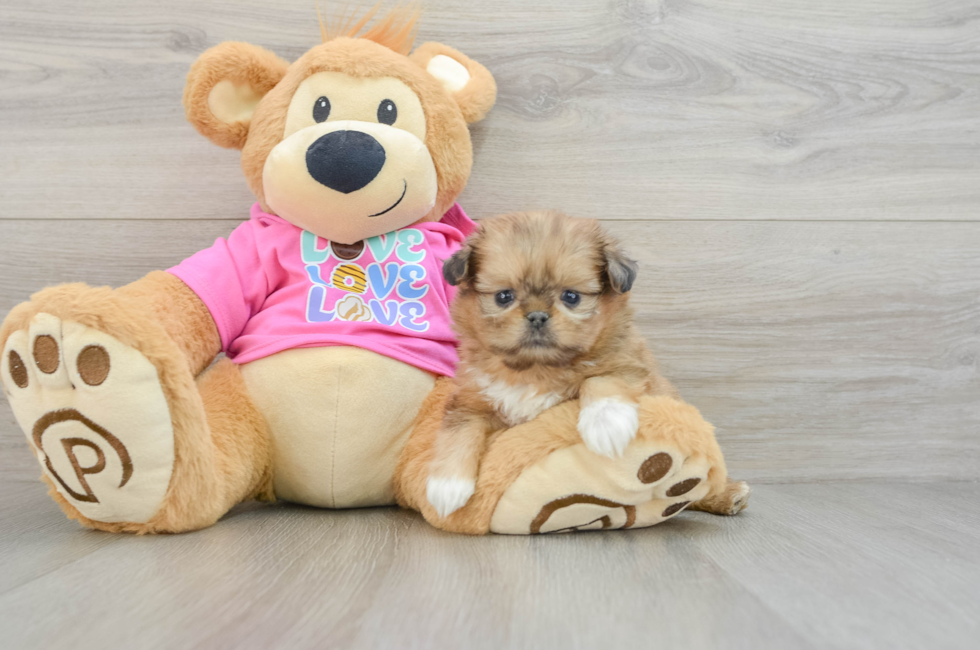 6 week old Shih Pom Puppy For Sale - Simply Southern Pups