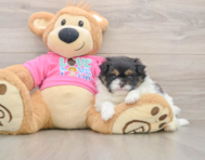 7 week old Shih Pom Puppy For Sale - Simply Southern Pups