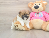 6 week old Shih Pom Puppy For Sale - Simply Southern Pups