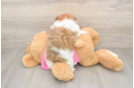 Shih Pom Puppy for Adoption