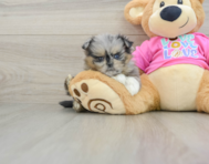 6 week old Shih Pom Puppy For Sale - Simply Southern Pups