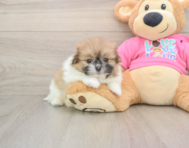 7 week old Shih Pom Puppy For Sale - Simply Southern Pups
