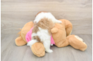 Shih Pom Puppy for Adoption