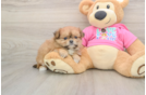 Best Shih Pom Baby