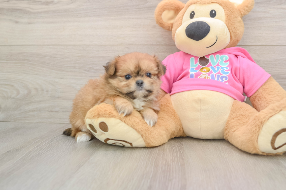 Best Shih Pom Baby