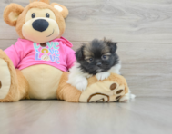 6 week old Shih Pom Puppy For Sale - Simply Southern Pups