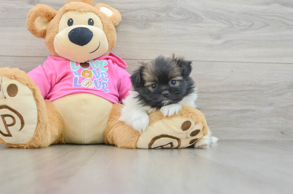 6 week old Shih Pom Puppy For Sale - Simply Southern Pups