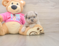 6 week old Shih Pom Puppy For Sale - Simply Southern Pups